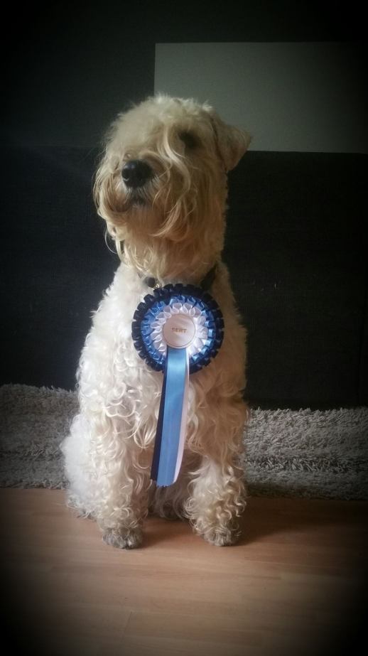 21246601_10213133100336208_1989082599537627545_o