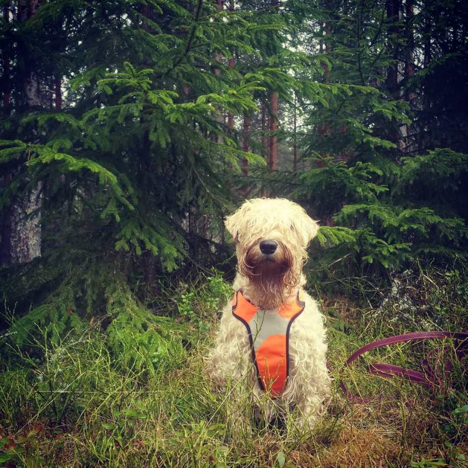 31587898_10214984569381777_8052767975796637696_o