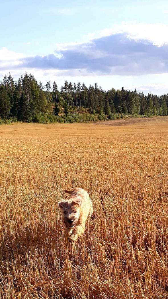 39883862_10215790080879061_966742699619123200_o