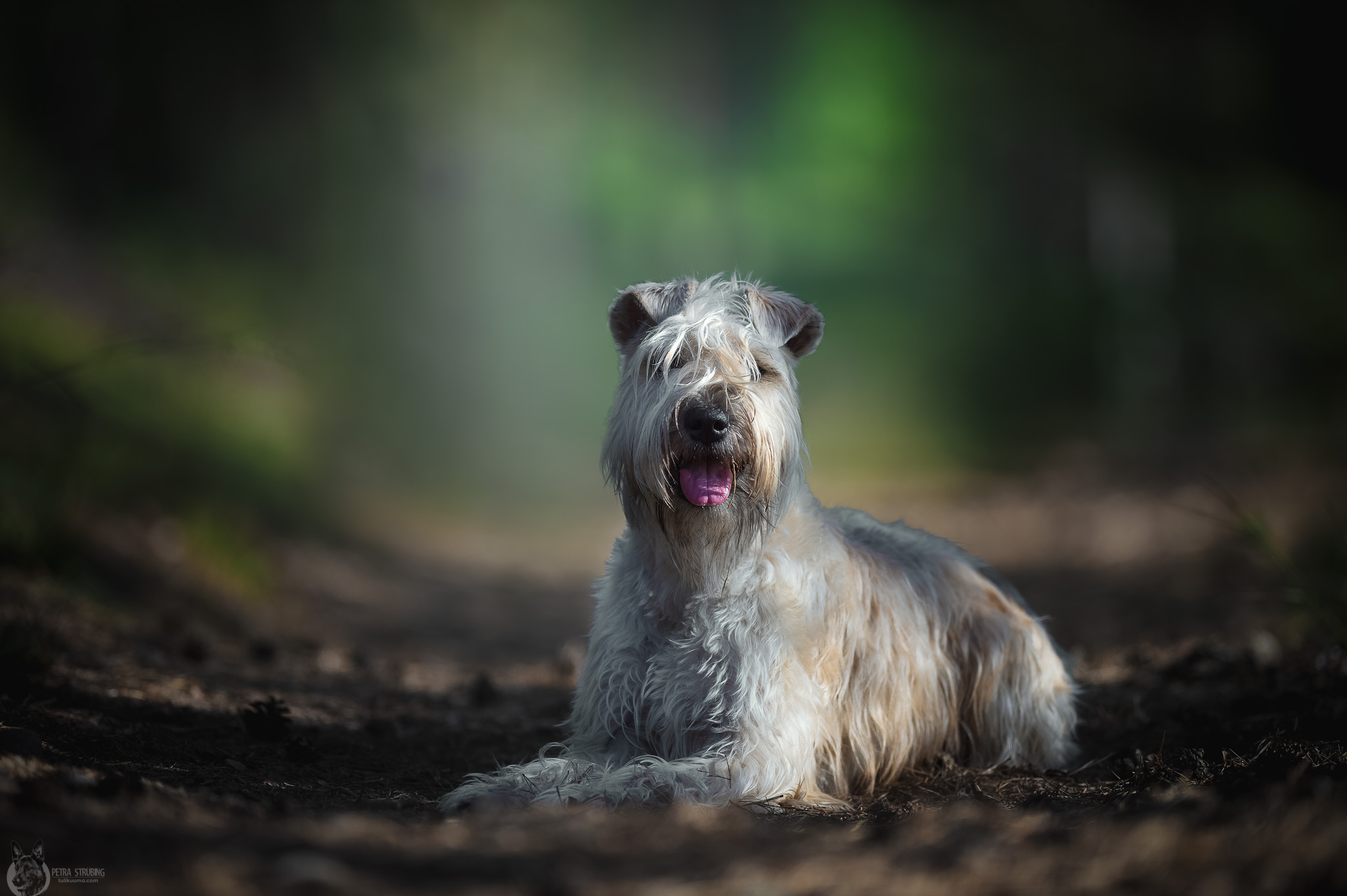 vehnis1577toka-1 (1)